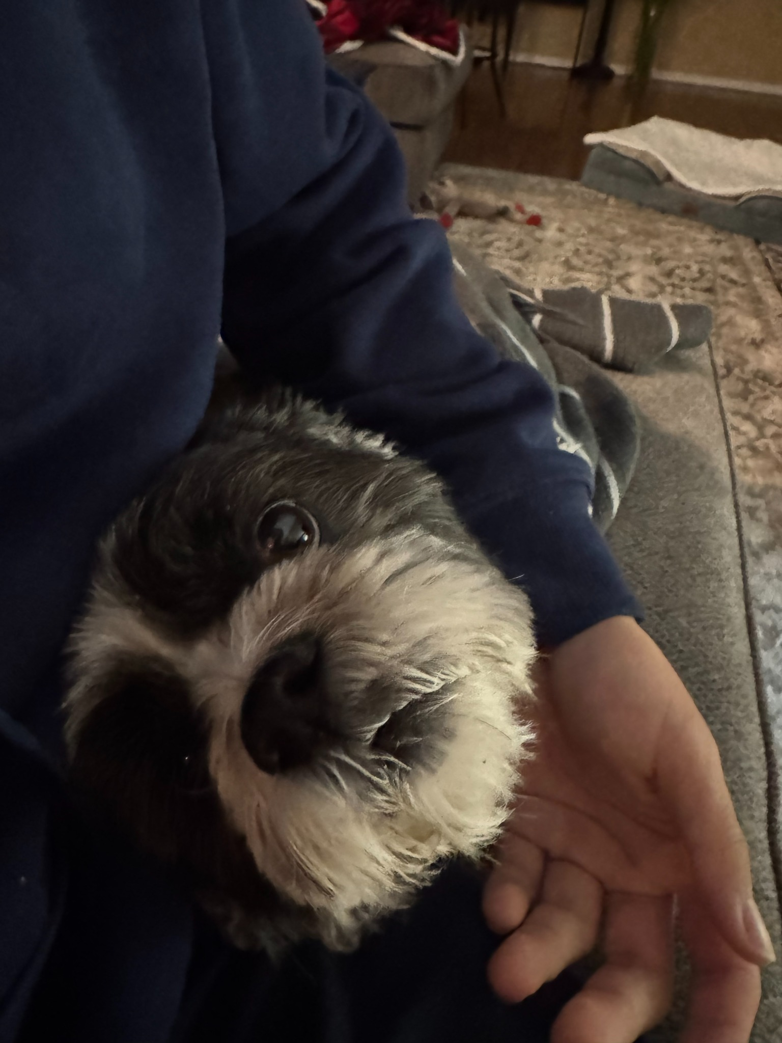 The Journey of a Sunshine Boy: Xiao Xie’s Growth Story in the U.S.